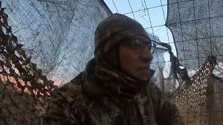 Archery Whitetail Down/ Bow Shot & Recovery