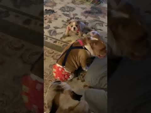 Opie and Stella Pupsitting!