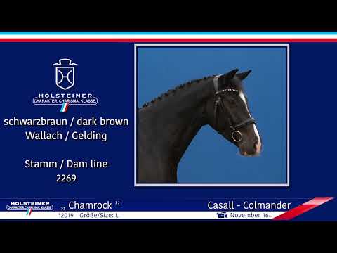 4. Holsteiner Winter-Chance 2022 | Nr. 101 v. Casall - Colmander