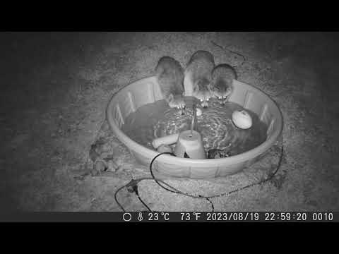 2023 0819 raccoon family drinking all together