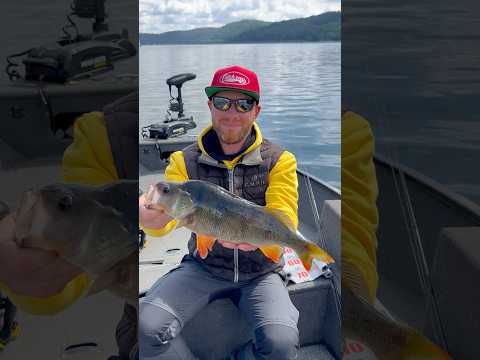 Sommerangeln am Edersee, bald geht’s wieder los 🎣🍀💪🏻 #angeln #fishing #barsch #monsterbarsche