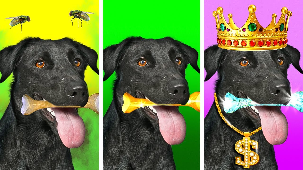 My Magic Dog Grants Wishes | Rich vs Broke vs Giga Rich Dogs by TeenVee