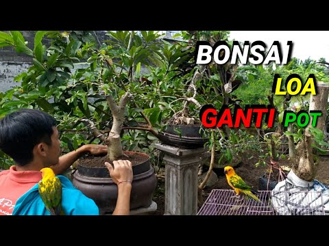 Bonsai loa ganti pot,,, ficus racemosa