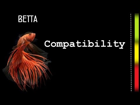 betta fish tank