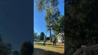Bella Maison Pine Tree Video