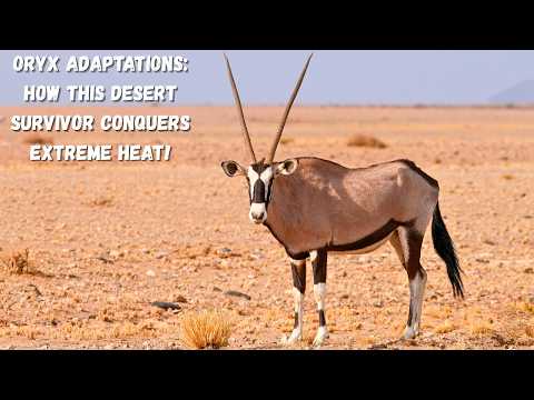 Oryx Adaptations: How This Desert Survivor Conquers Extreme Heat!