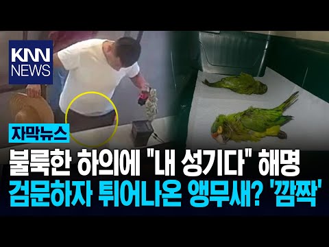 추궁에 "내 생식기야!"하더니… 바지서 수상한 '생명체' 꿈틀?/ KNN
