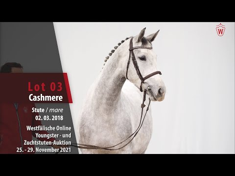 Youngster- und Zuchtstuten-Auktion Lot 03 Cashmere Stute v. Cornet Obolensky -  Clinton I