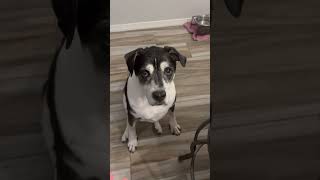 Video preview image #1 Labbe Puppy For Sale in Queen Creek, AZ, USA