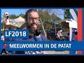 LF2018: Opzettelijk meelwormen in de patat op Welcome to the Village