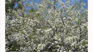 Serj Tankian. Garuna. Комитас. Серж Танкян. Гаруна (Весна)