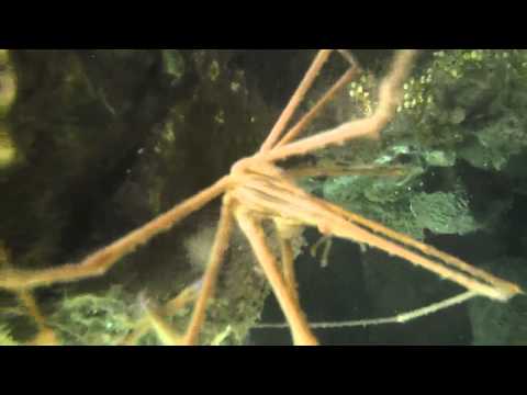 Kangreu araña i publiko.