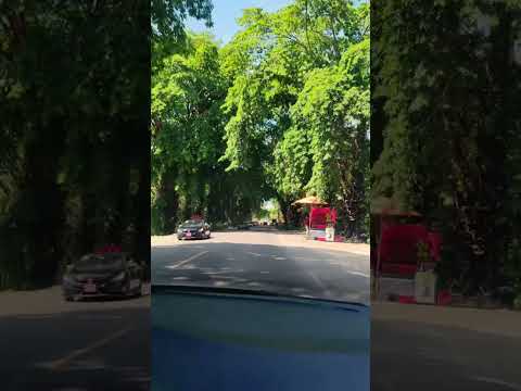 ¿Sabes que árbol es este?