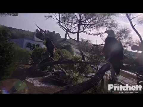 2017/04/15 08h46m SWFL E9 is on the branch and still screaming