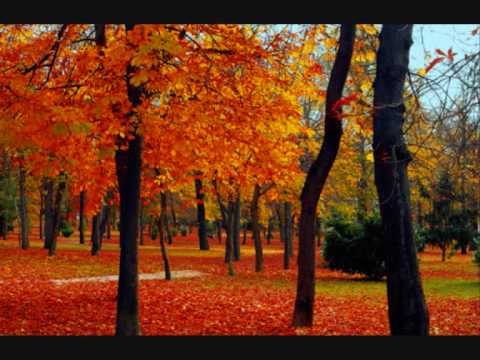 eterno verano - LOS AMIGOS DEL SOL