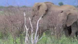 preview picture of video 'Family of Elephants on morning game drive in Madikwe game reserve -- spinning around the world'