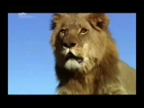 The (real) Lion King part 7