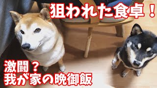 【京の柴犬】激闘⁉柴犬さん家の晩御飯(笑)　太郎の犬モノガタリ第470話