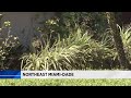 Snake Frightens Northeast Miami Dade Residents
