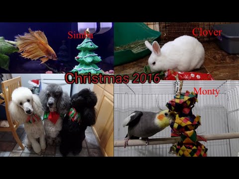 Christmas with my Pets 2016 / Bird Room/Betta/Rabbits/Standard Poodles