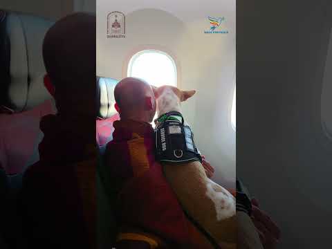 Joyful update! Bhikkhu Paññākāra & Aloka have landed in Istanbul. #walkforpeace #alokathepeacedog