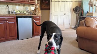 Cat Is Amused By Funny Great Dane Tugging & Tossing Her Rope Toy