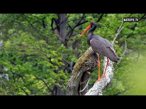 Skryty migrant i podróżnik - bocian czarny
