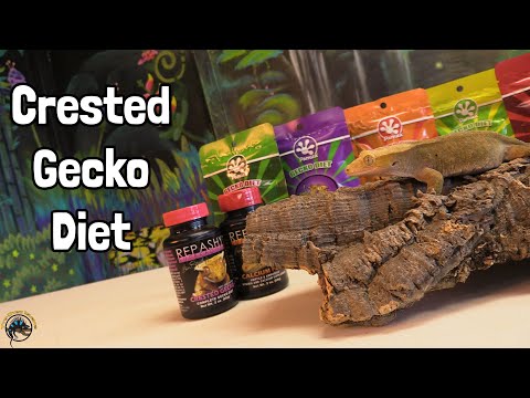 What Should I Feed My Pet Crested Gecko? 🍌🤔 A Crested Gecko Diet Guide!