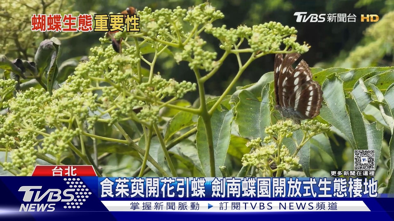 影音／全球1成蝴蝶被迫搬家！台灣122種海拔分布改變  6、7種蝴蝶恐已滅絕