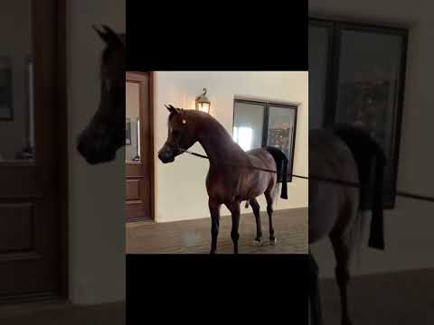 D Shakhat ⚜🎗🔱❤