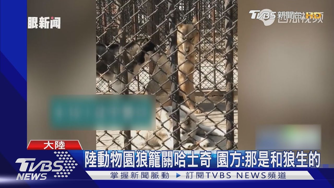 陸動物園狼籠關哈士奇遭批騙人 園方:那是和狼生的