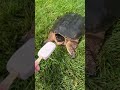 I shared my ice cream with a snapping turtle #rip