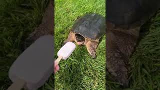 I shared my ice cream with a snapping turtle #rip