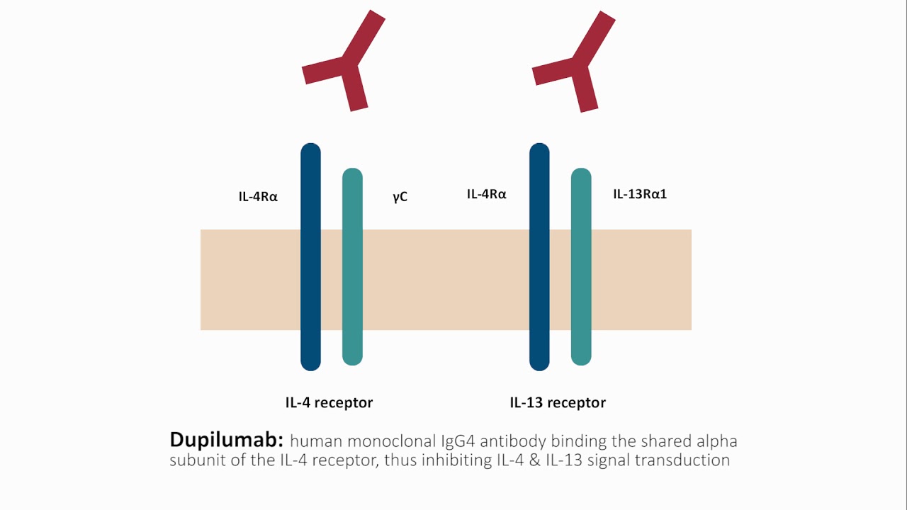 Dupilumab in the treatment of atopic dermatitis - Video Abstract ID 133661
