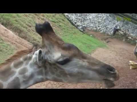 100 секунд_20-Жираф Giraffe