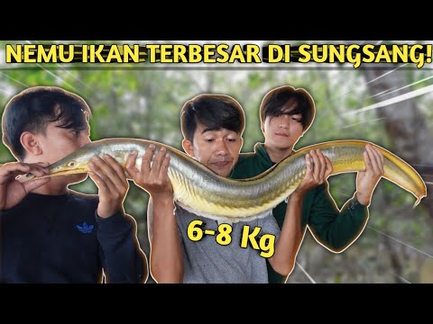 THE BIGGEST FISH HUNTING & GRILLING IN MUARA SUNGSANG WAREHOUSE