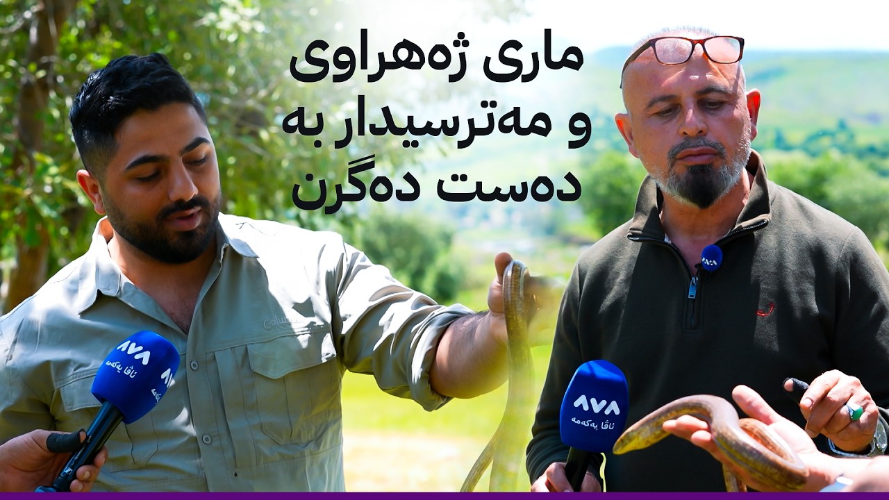 ڤیدیۆ | بە ڕزگار بڵێ؛ ماری ژەهراوی و مەترسیدار بە دەست دەگرن