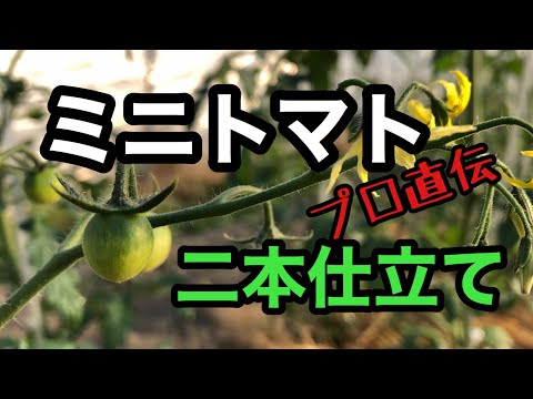 , title : '【ミニトマトの管理作業】脇芽かき、二本仕立て、草引き'