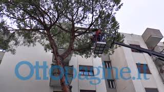 abbattuti-alberi-pericolosi