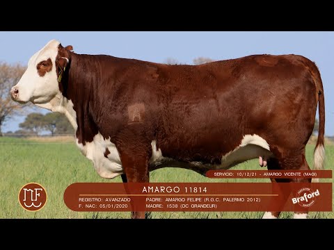 C48 - AMARGO 11814