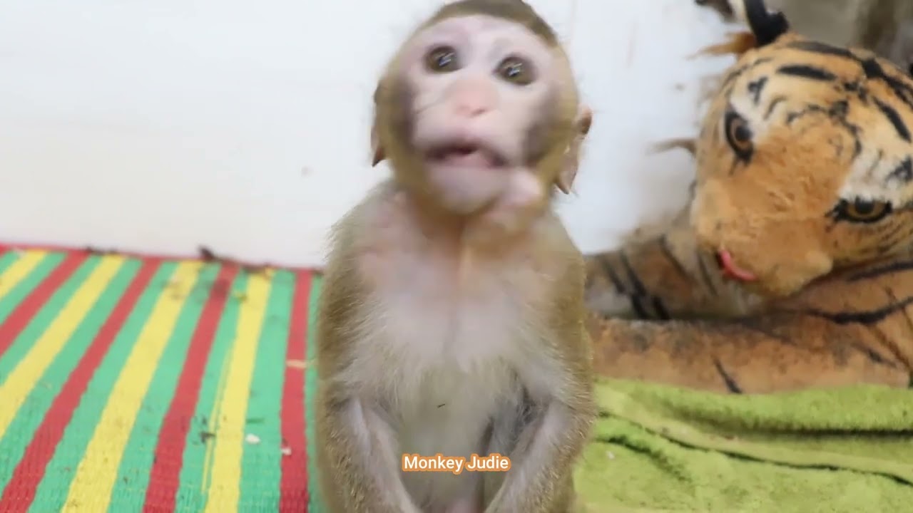 Much hurt little baby monkey Bella crying loudly because Polly pull her head