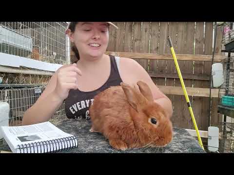 Picking a buck for your doe - Thrianta addition