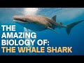 The Amazing Biology of: The Whale Shark