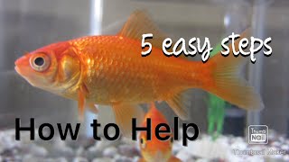 HOW TO HELP A DYING FISH!! (5 easy steps)