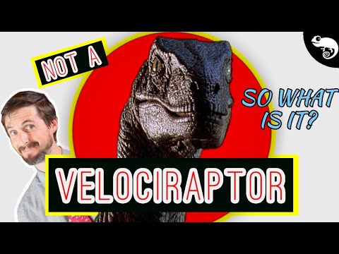 Which RAPTOR is Actually in Jurassic Park? (Hint: IT'S NOT VELOCIRAPTOR)