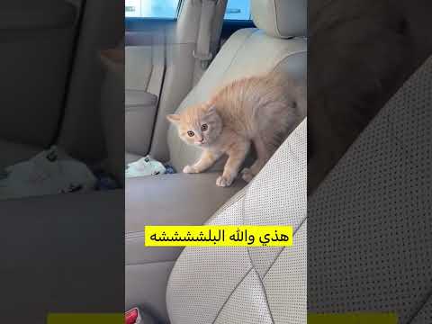 #ابتلش فيه😅😅#trend #live #like #هاشتاج #fyp