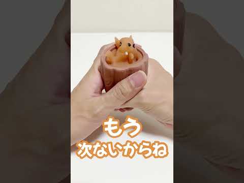 ド・キ:保護本能を持つ「クールな」高山犬