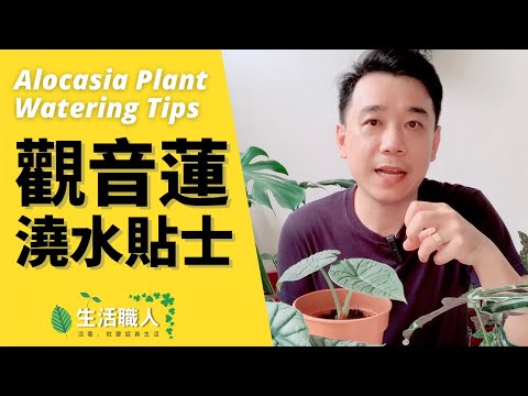 觀音蓮 澆水