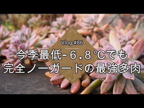 耐霜性鉢植えプライバシースクリーンツリー