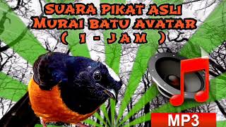 Download lagu MURAI BATU ASLI AVATAR 🔴 SUARA PIKAT ASLI ( 1 JAM - MP3 ) mp3 Download lagu MURAI BATU ASLI AVATAR 🔴 SUARA PIKAT ASLI ( 1 JAM - MP3 ) mp3